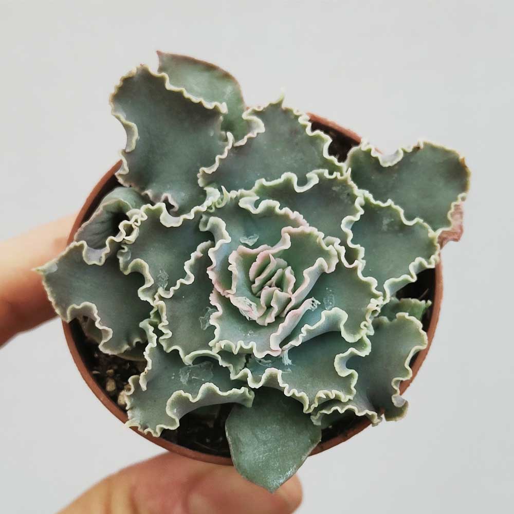 echeveria shaviana