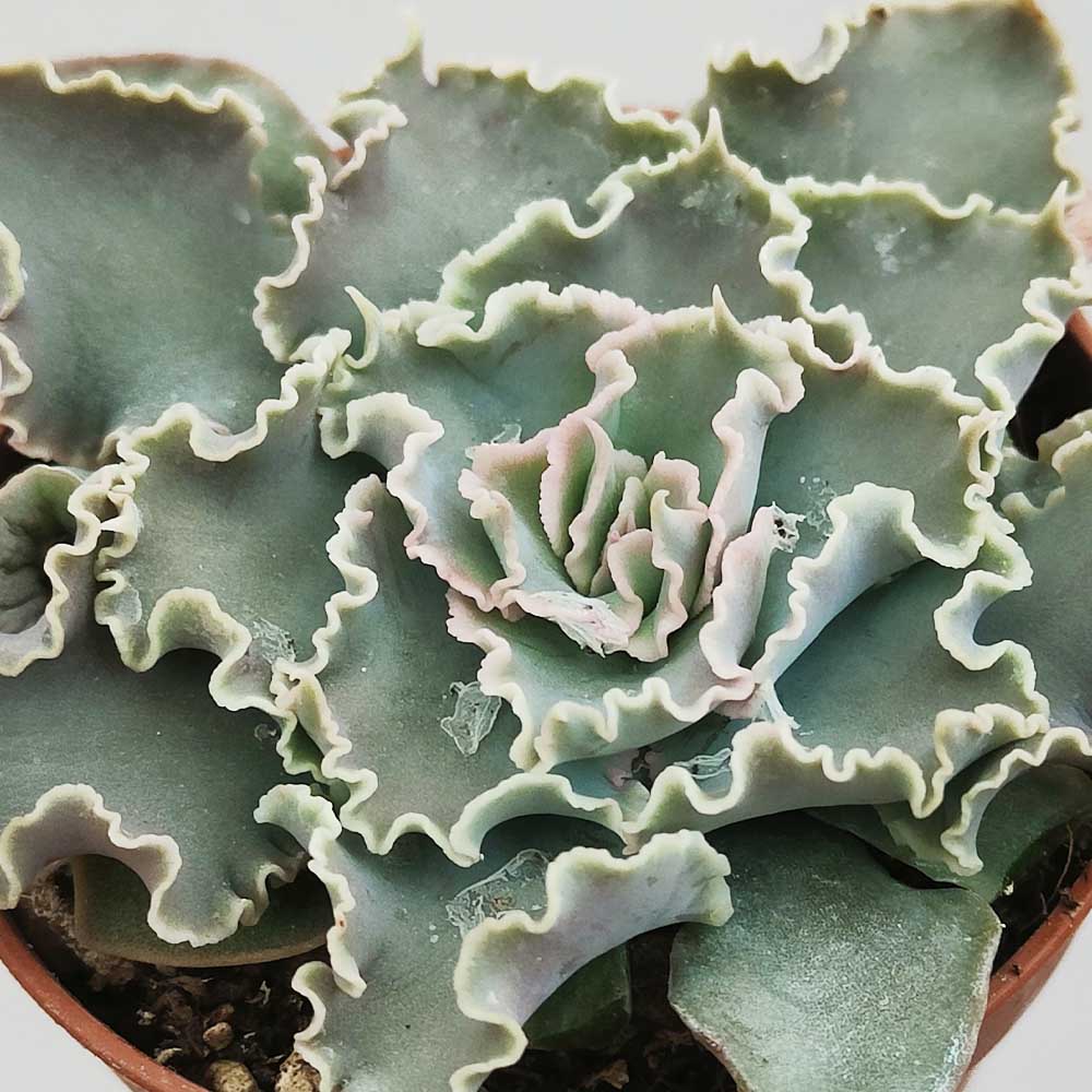 echeveria shaviana peregrina