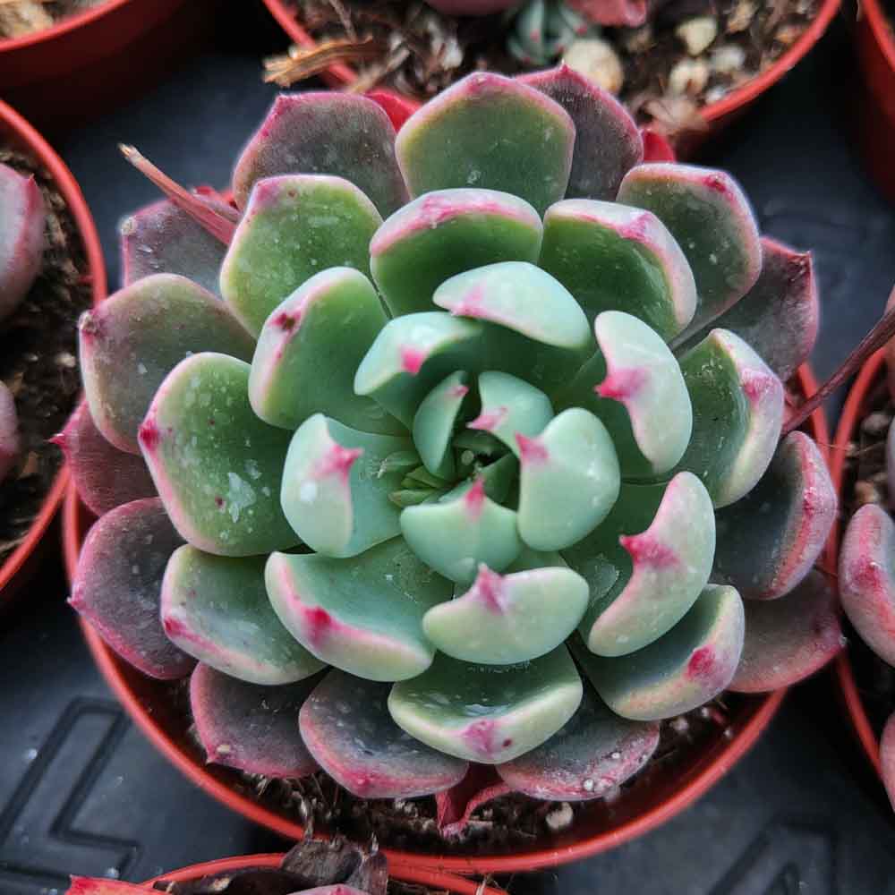 echeveria sitifukumiama