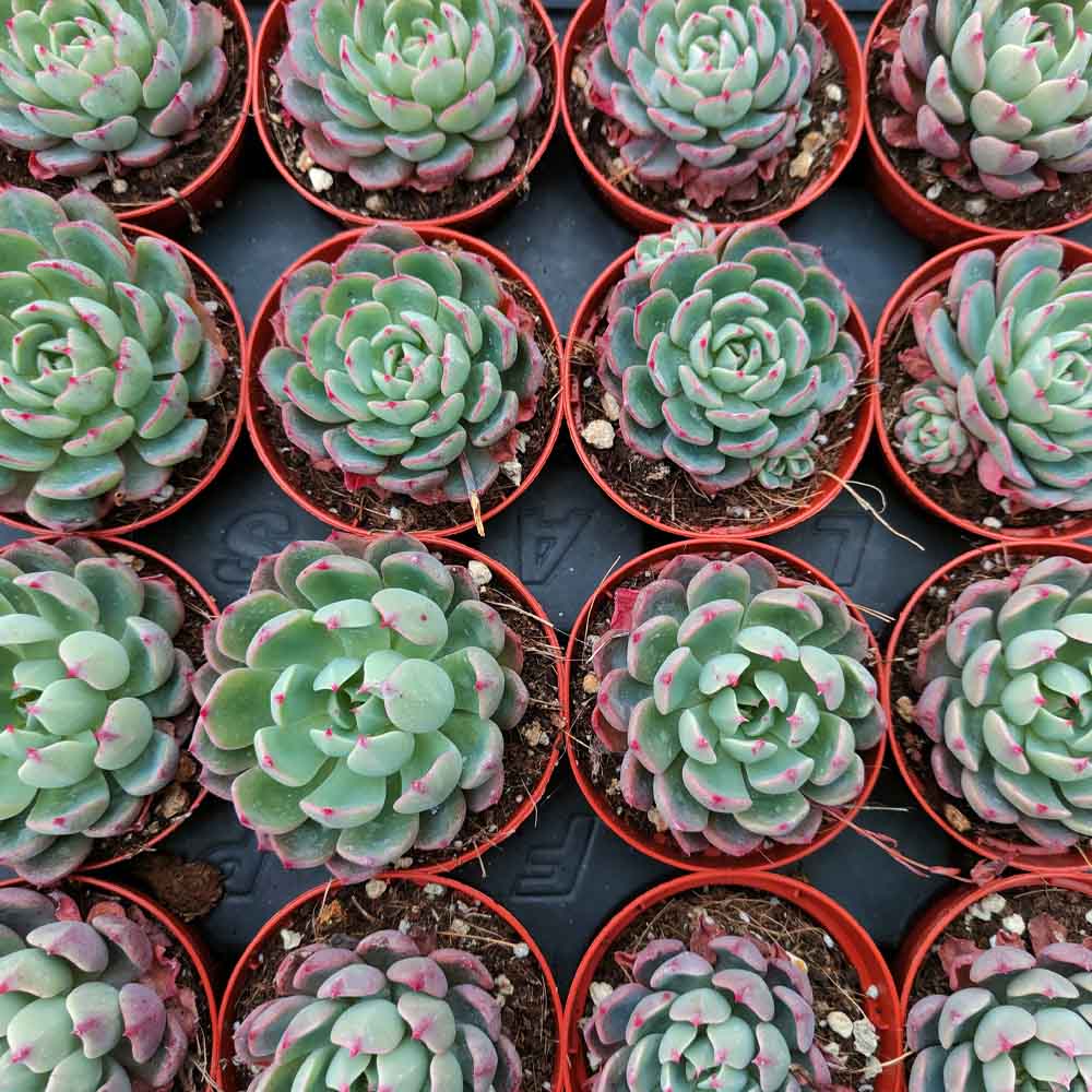 echeveria sitifukumiama pianta grassa