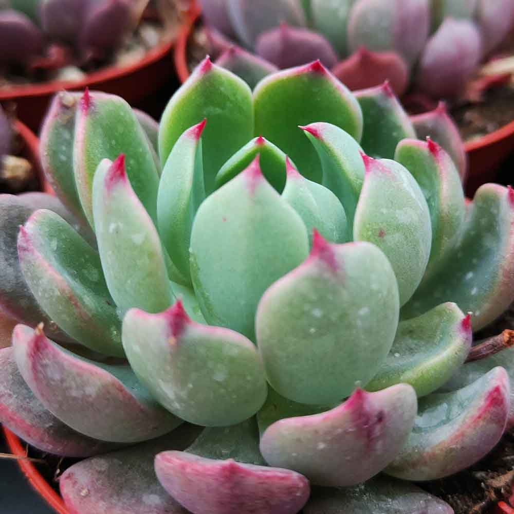echeveria sitifukumiama pianta