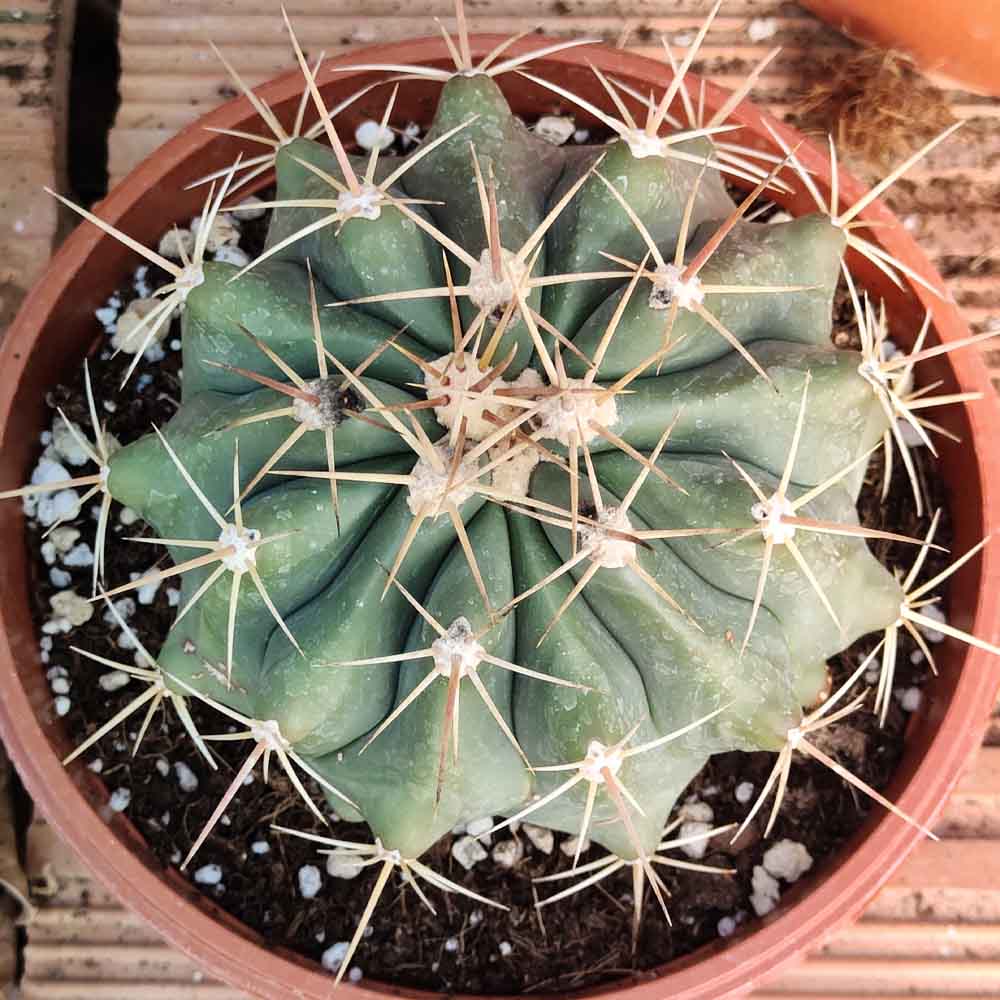 ferocactus pottsi cactus