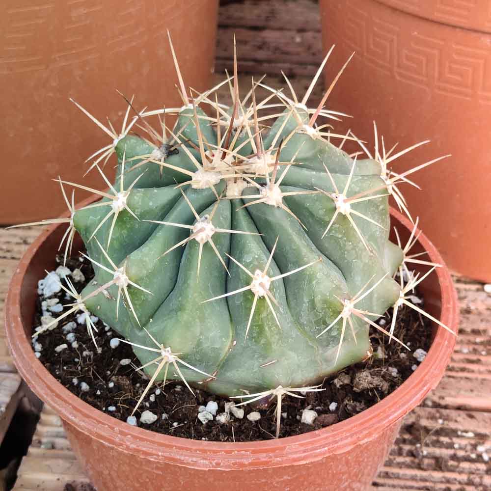 ferocactus pottsi
