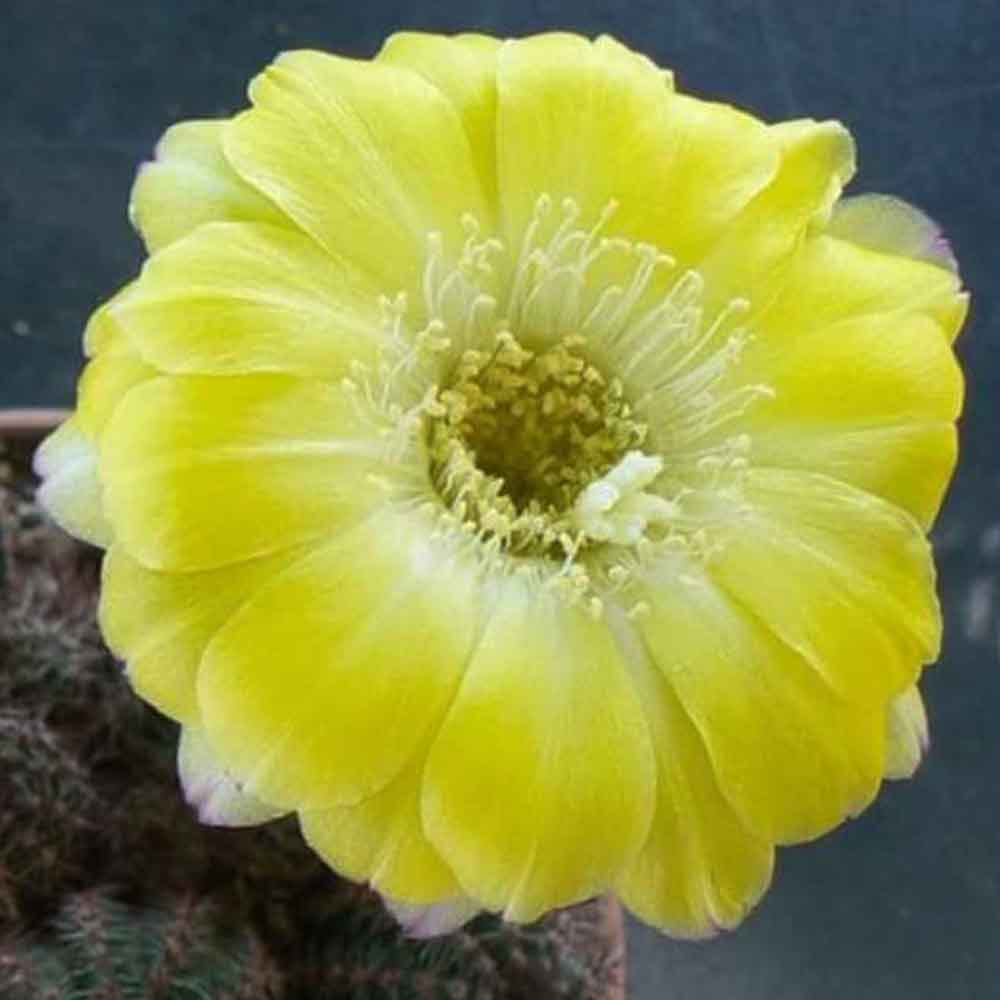 lobivia shaferi fiore