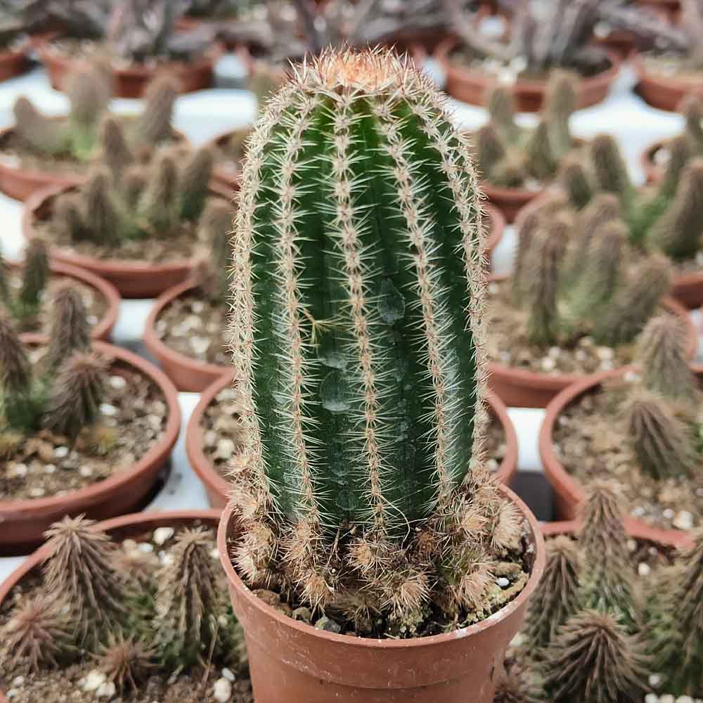lobivia shaferi