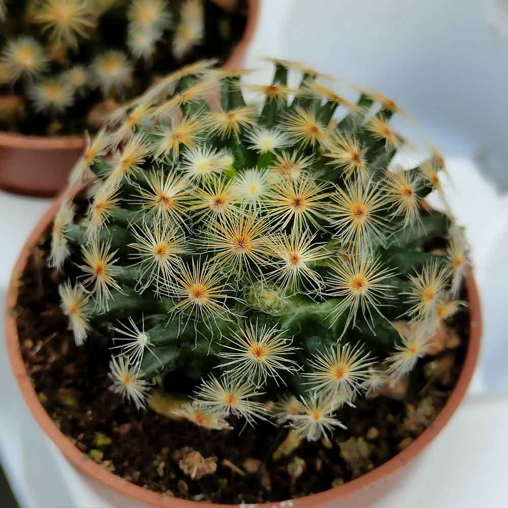 mammillaria schiedeana pianta