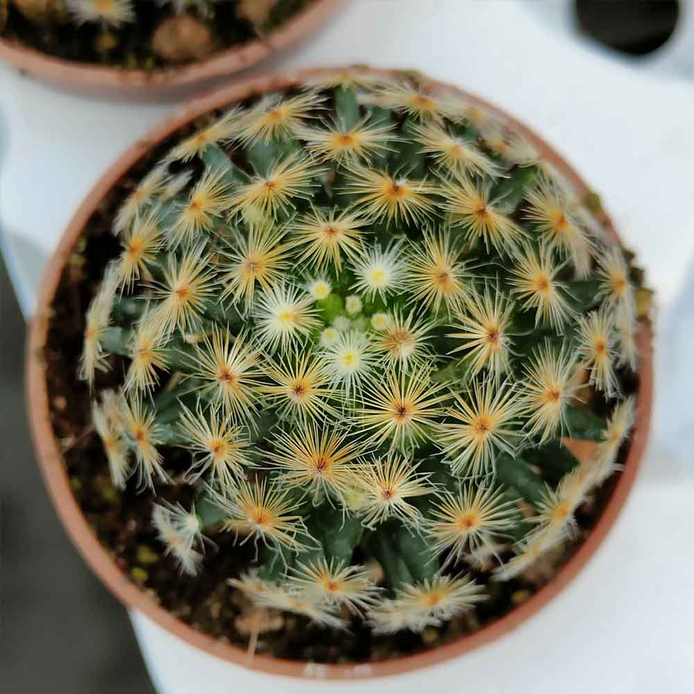 mammillaria schiedeana
