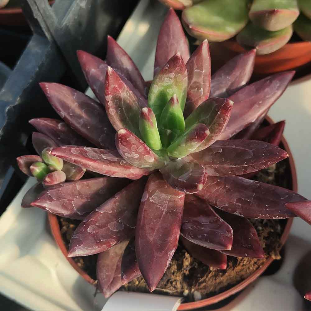 pachyveria izard pianta