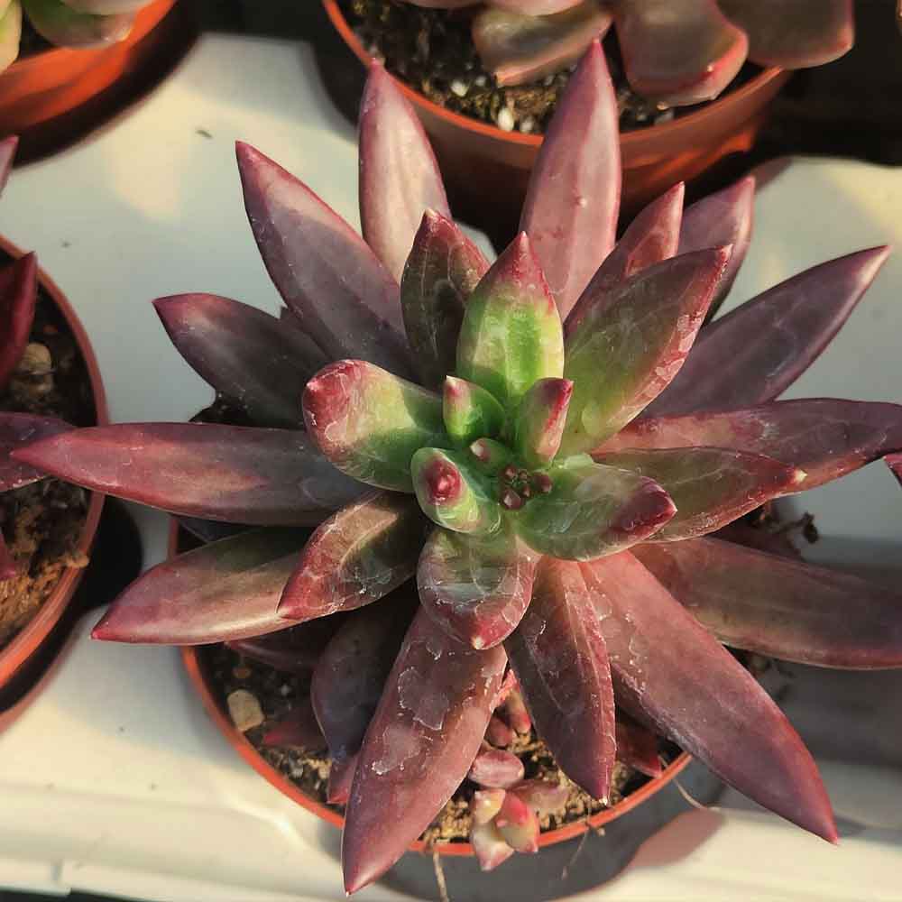 pachyveria izard