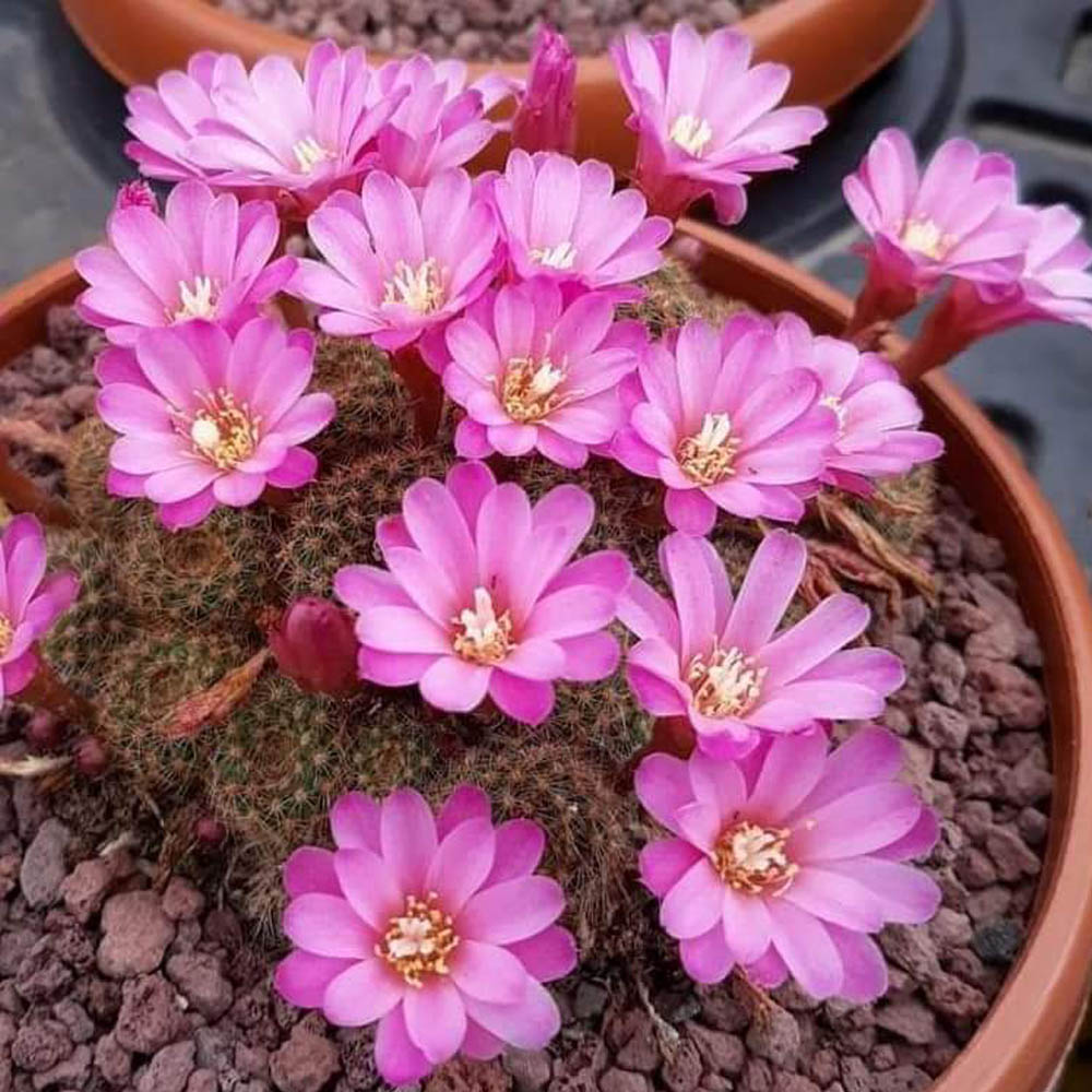 rebutia perplexa fiore