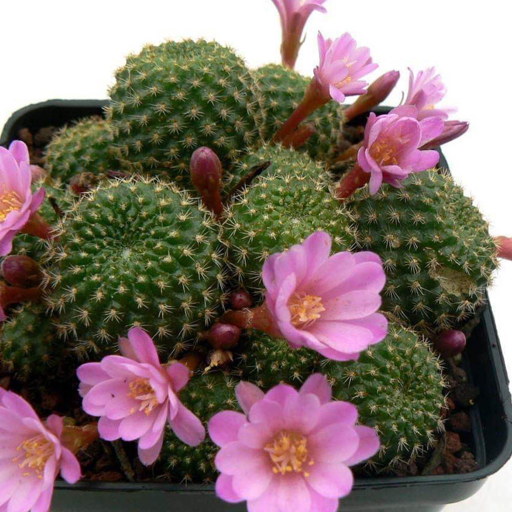 rebutia perplexa