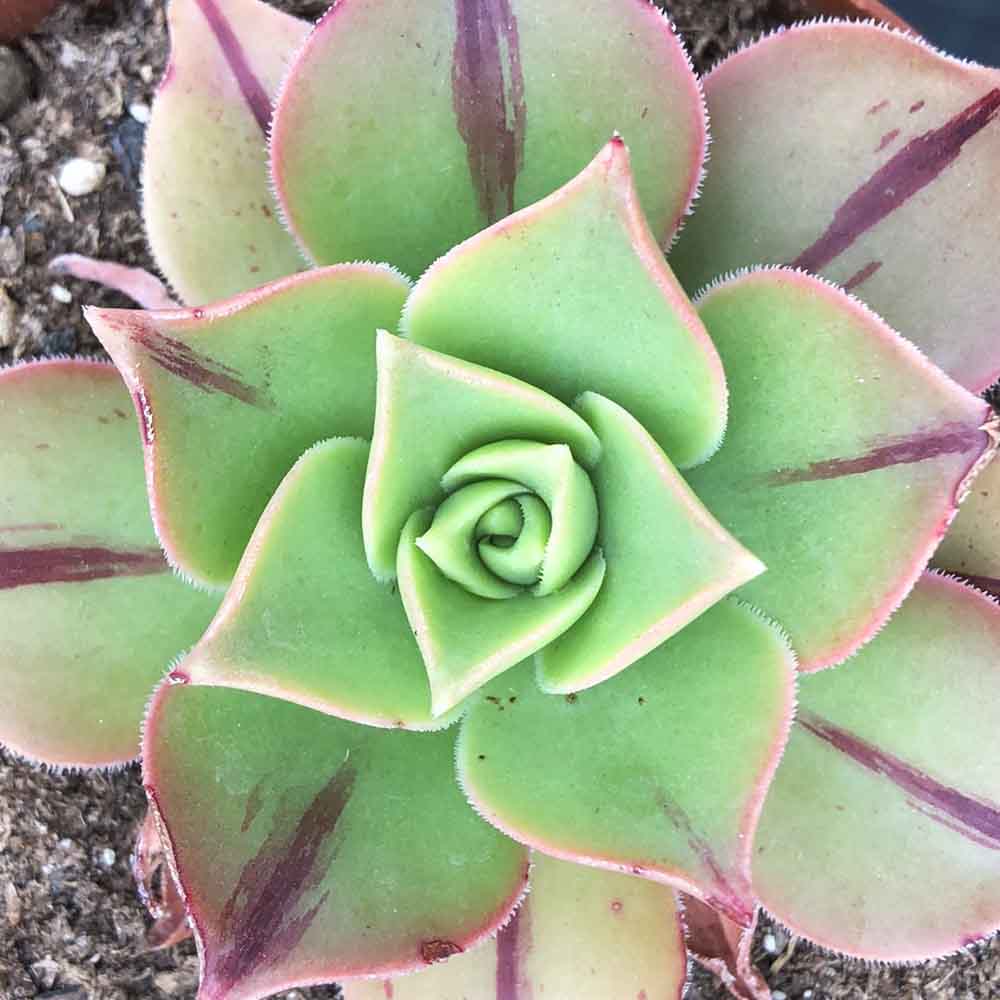 Aeonium leucoblepharum