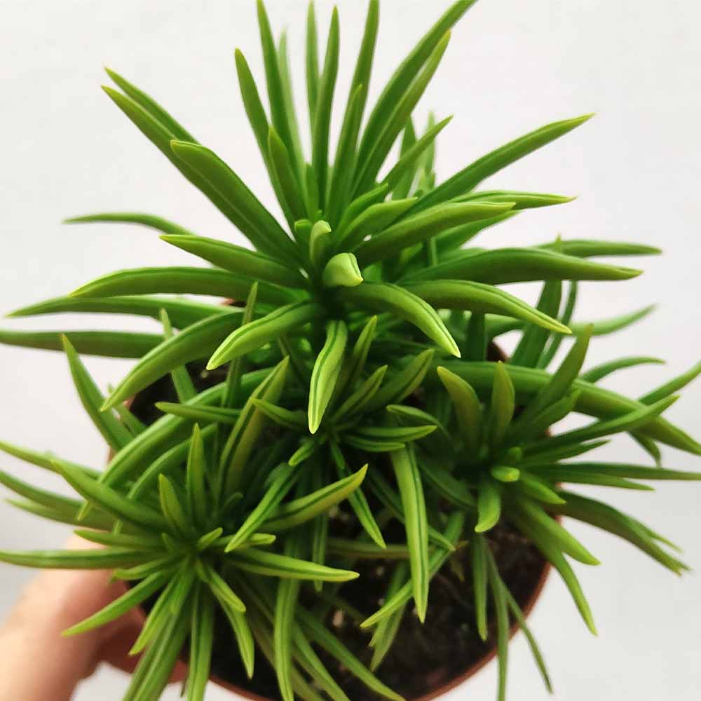 Peperomia “Happy Bean”