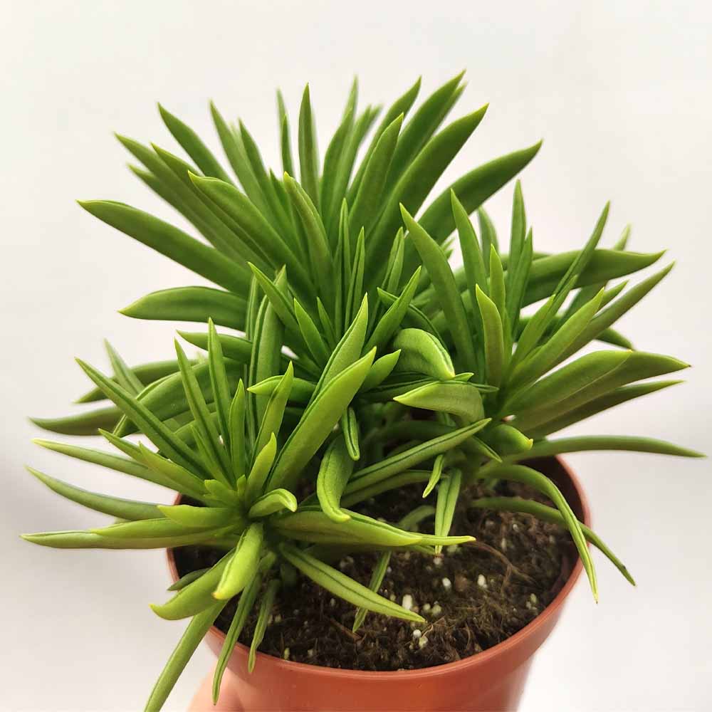 Peperomia ferreyrae “Happy Bean”