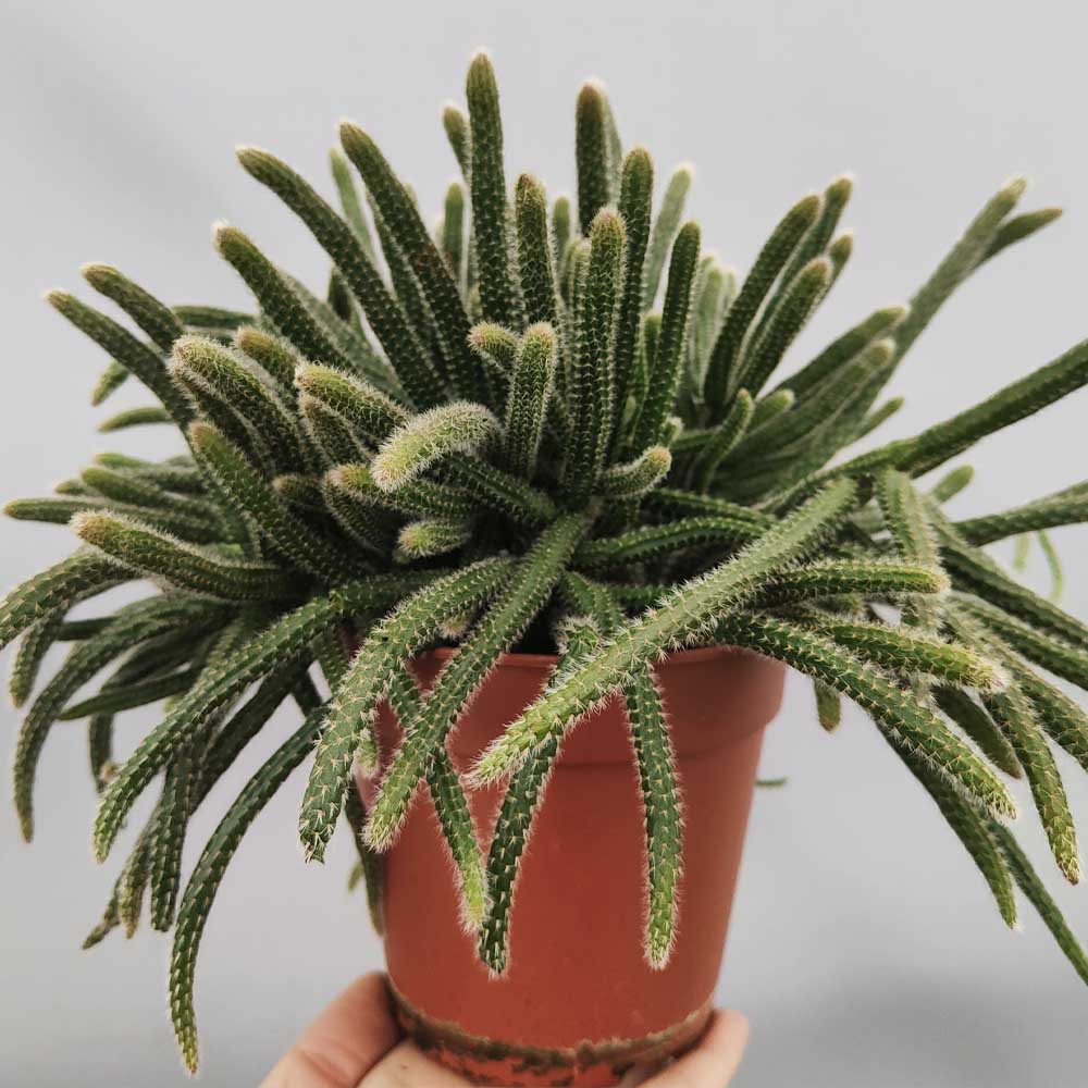 Rhipsalis Baccifera Horrida cactus