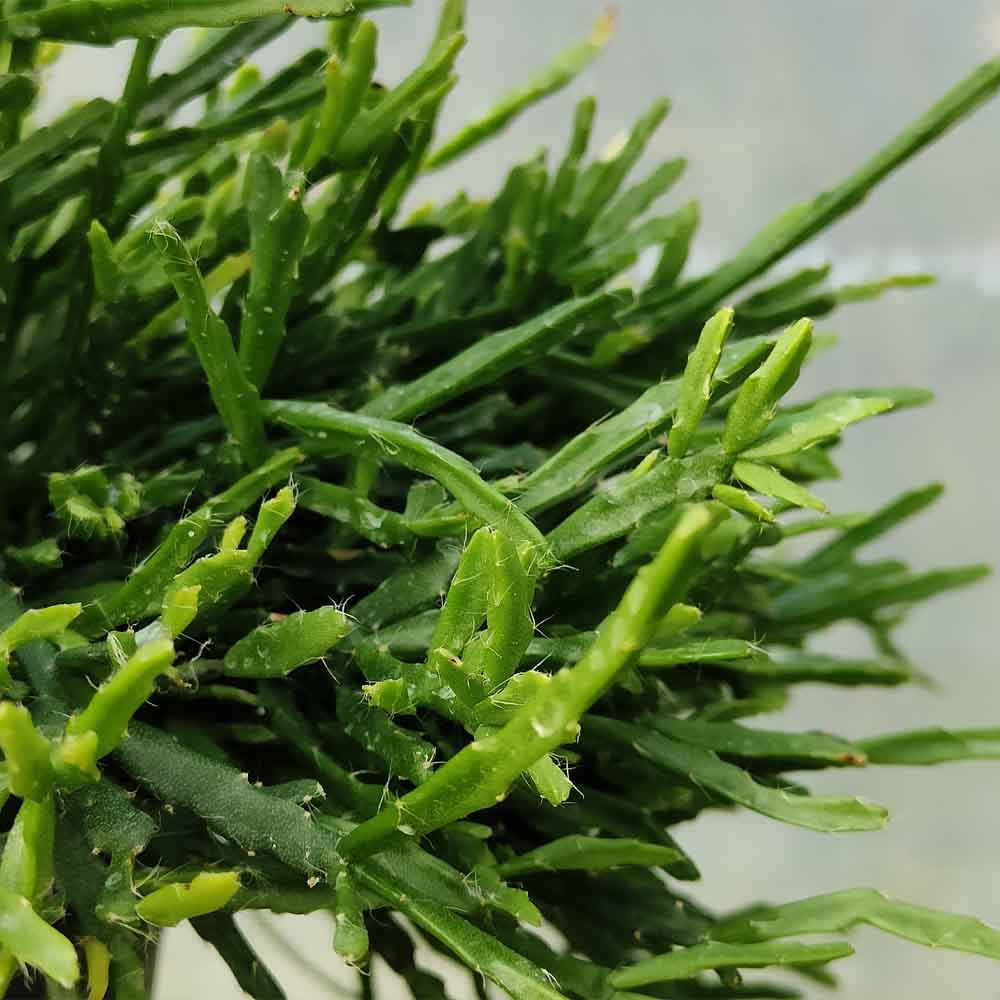 Rhipsalis ewaldiana pianta