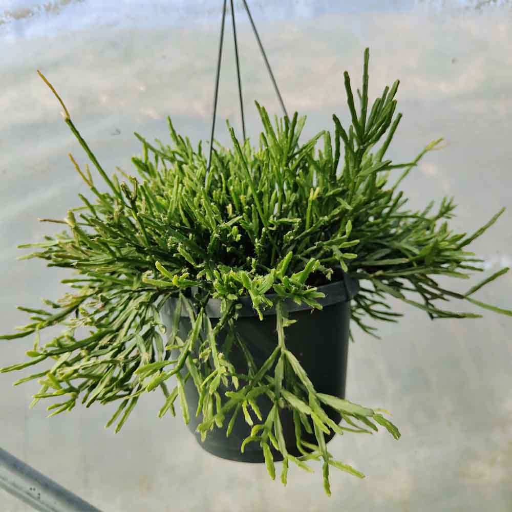Rhipsalis ewaldiana