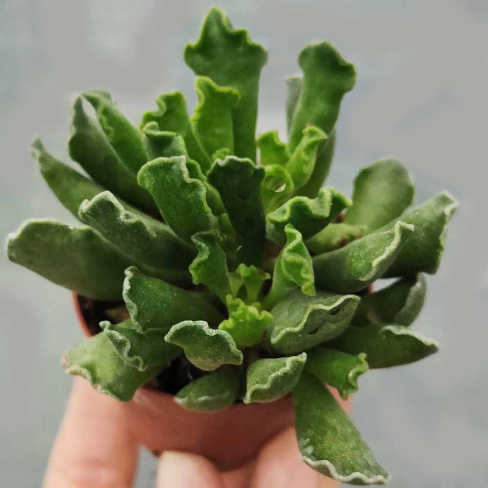 adromischus cristatus