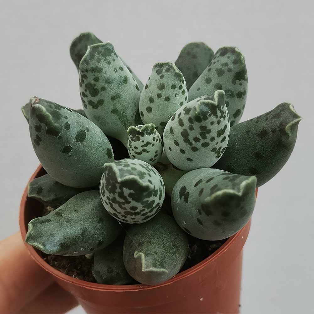 adromischus festivus
