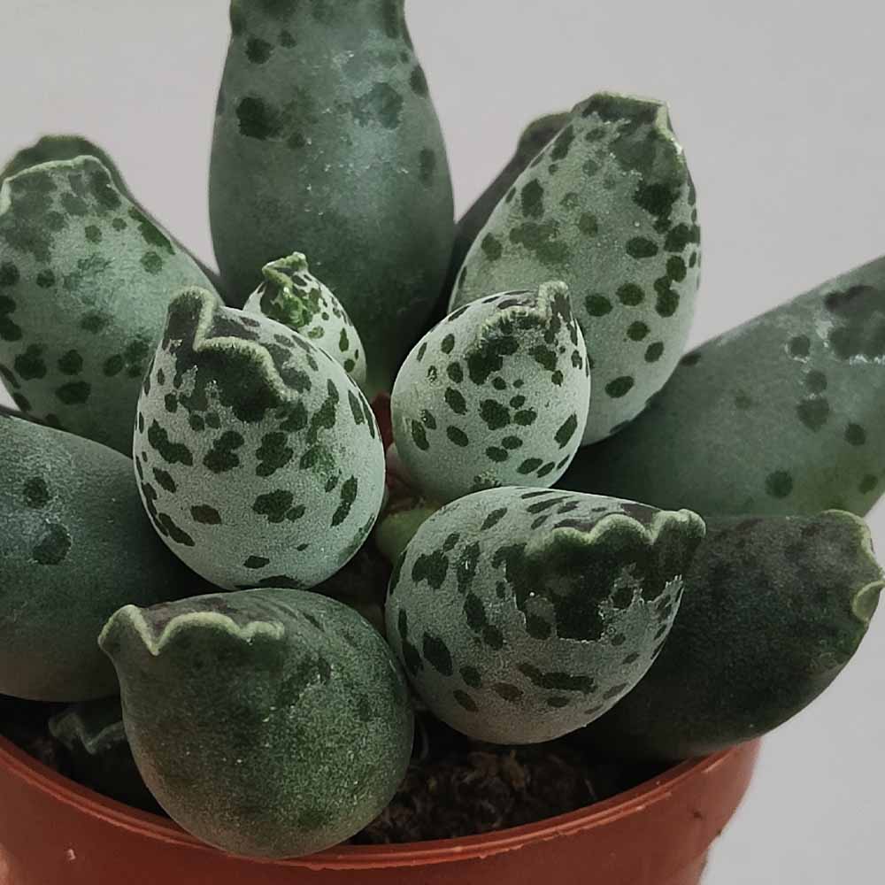 adromischus festivus pianta grassa