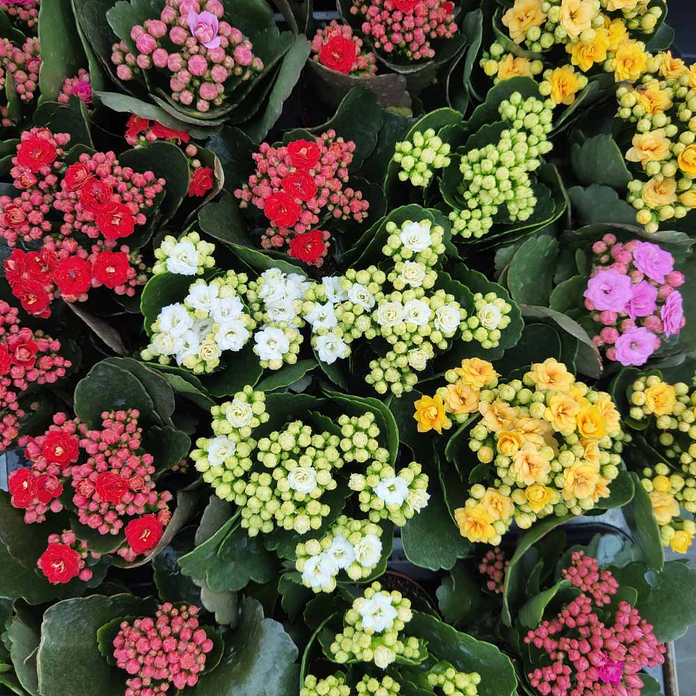 kalanchoe blossfeldiana