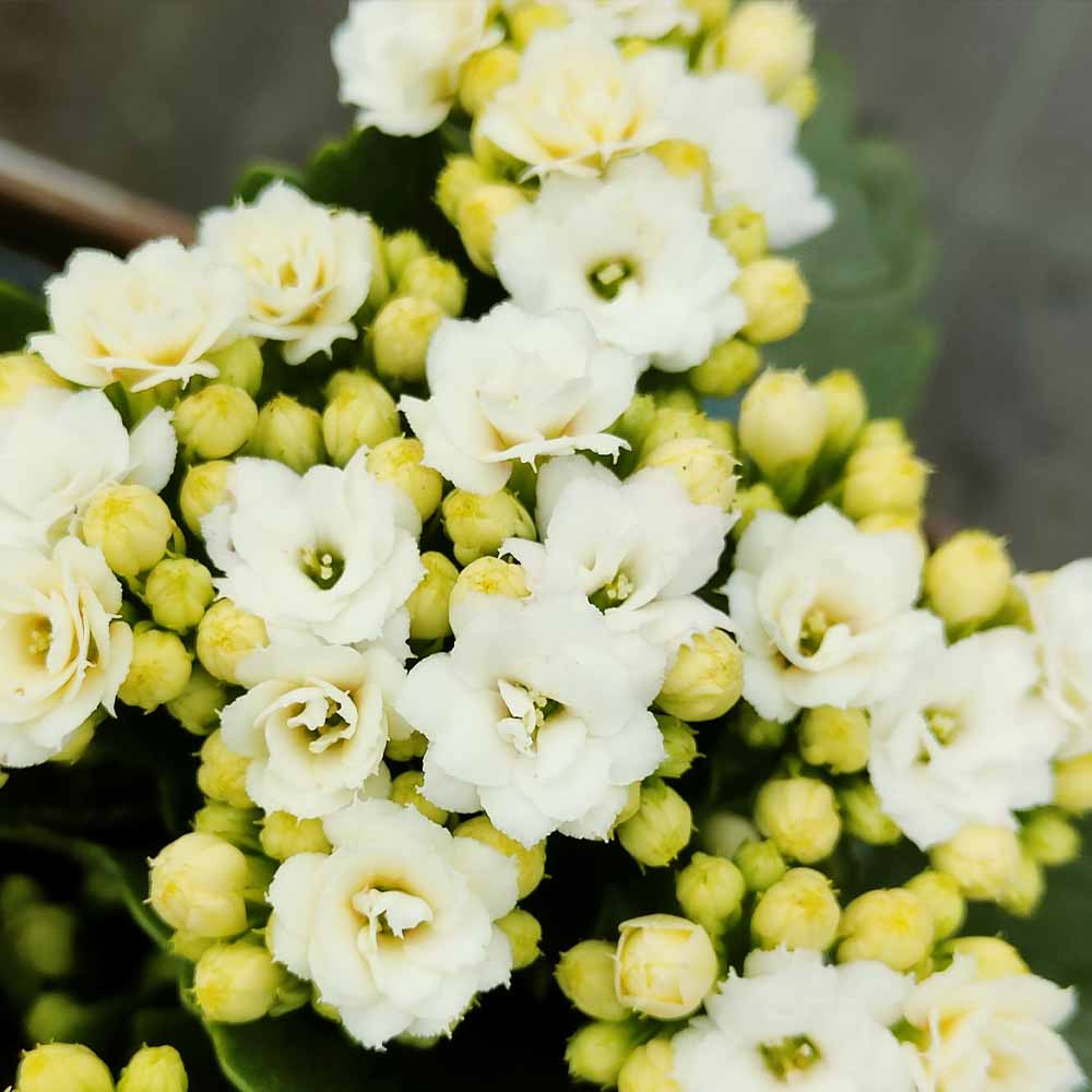 kalanchoe blossfeldiana calandiva bianco
