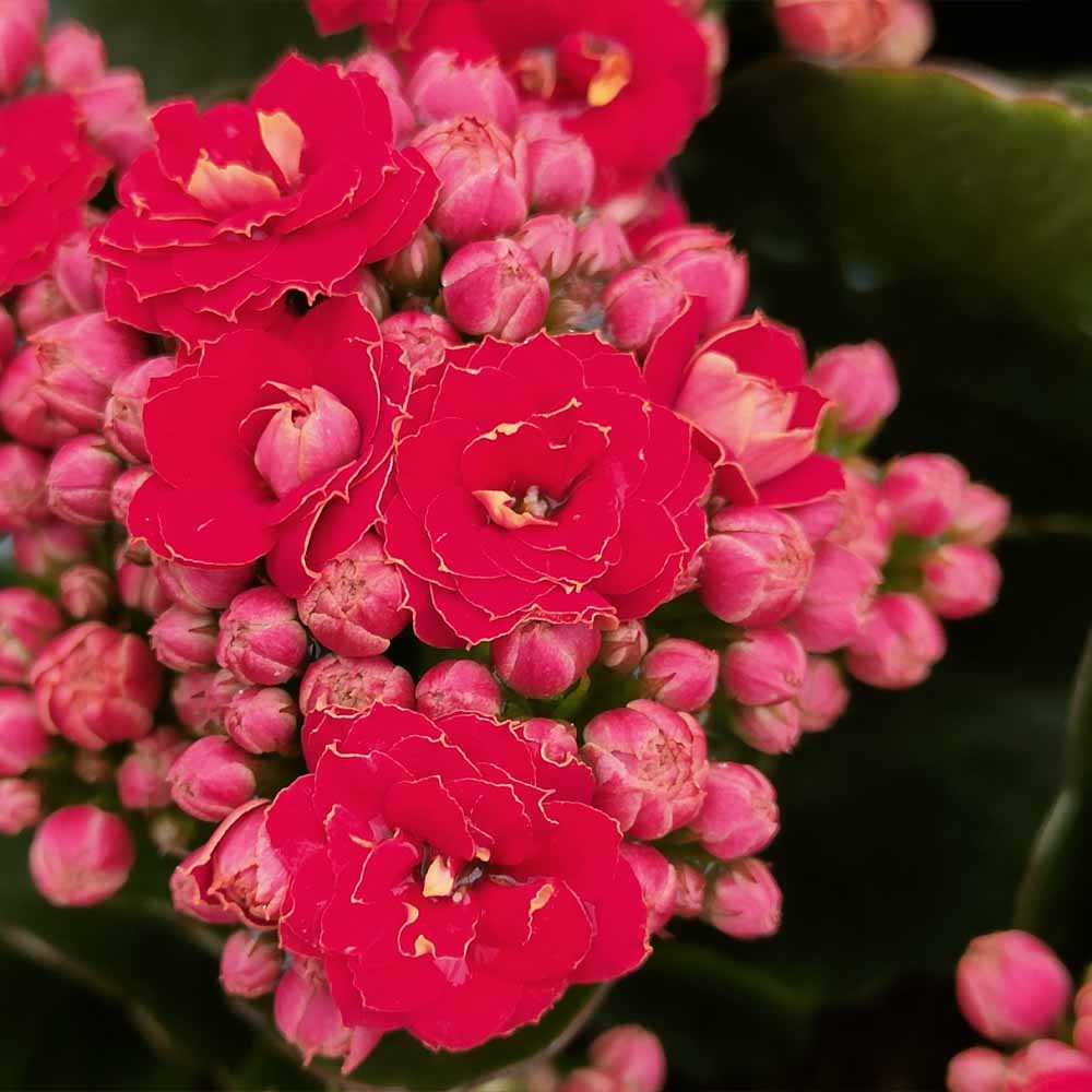 kalanchoe blossfeldiana calandiva rossa