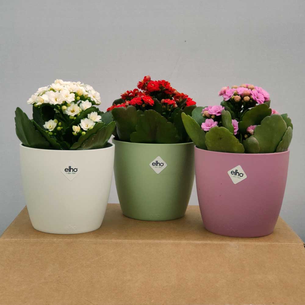 kalanchoe blossfeldiana tris