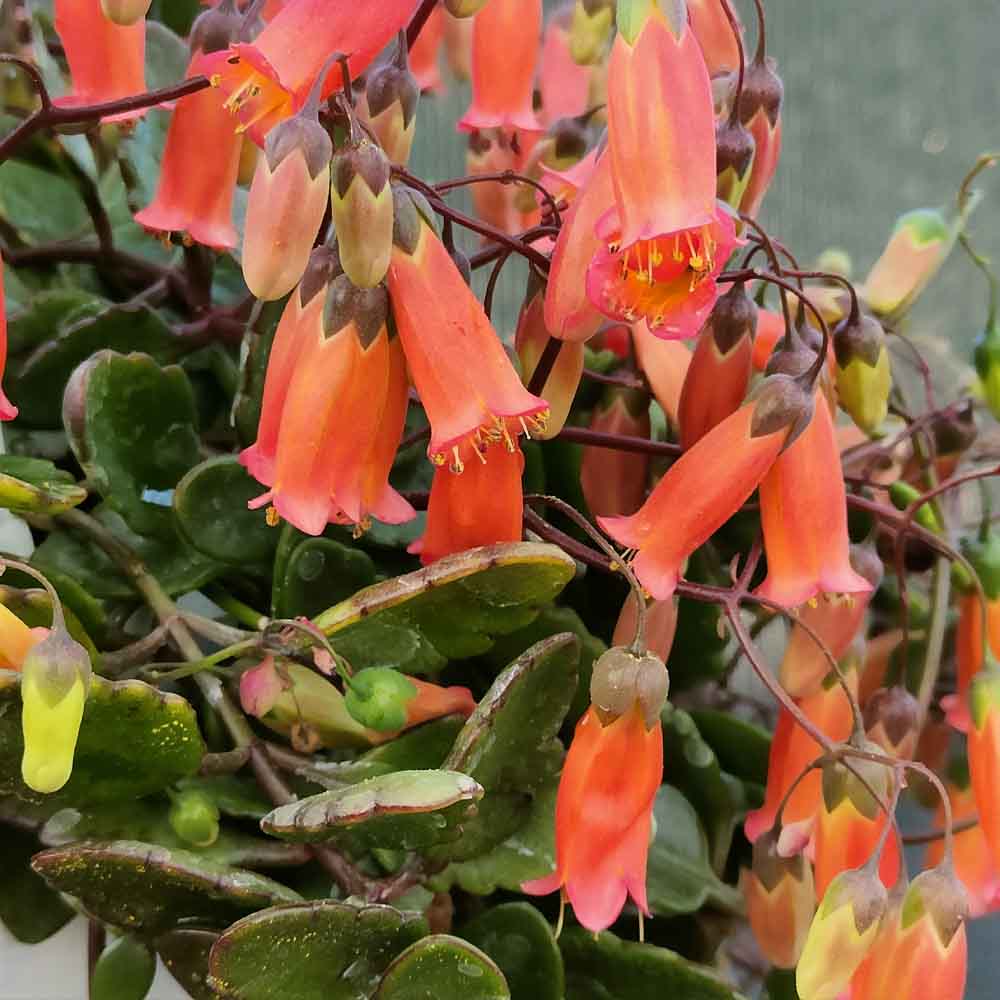 kalanchoe manginii fiore