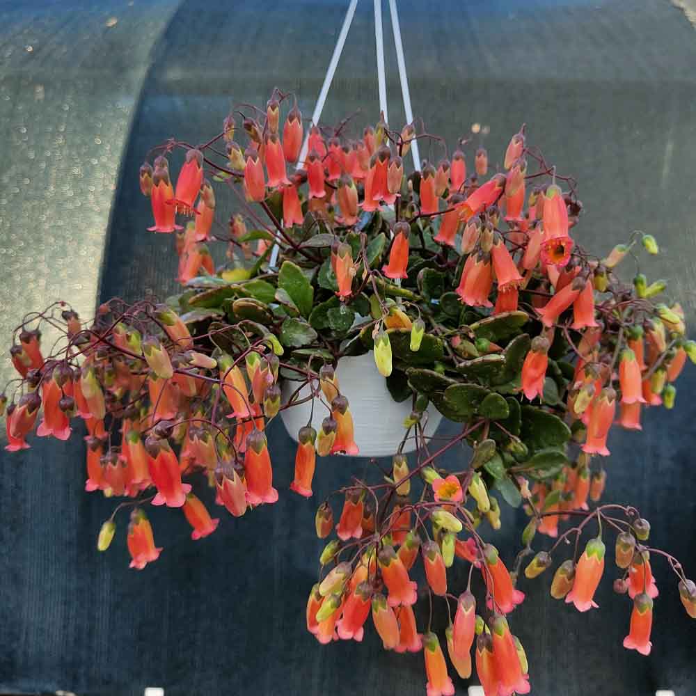 kalanchoe manginii