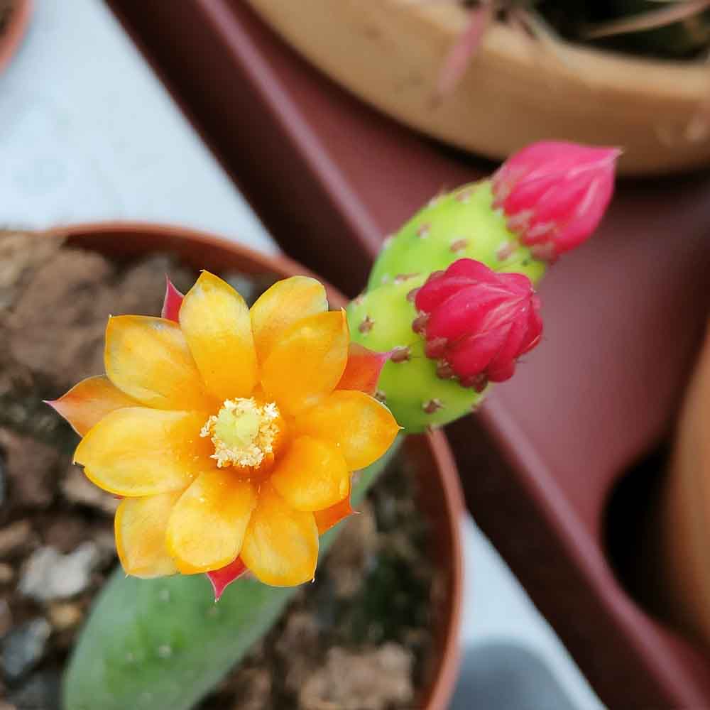 opuntia inamoena fiore