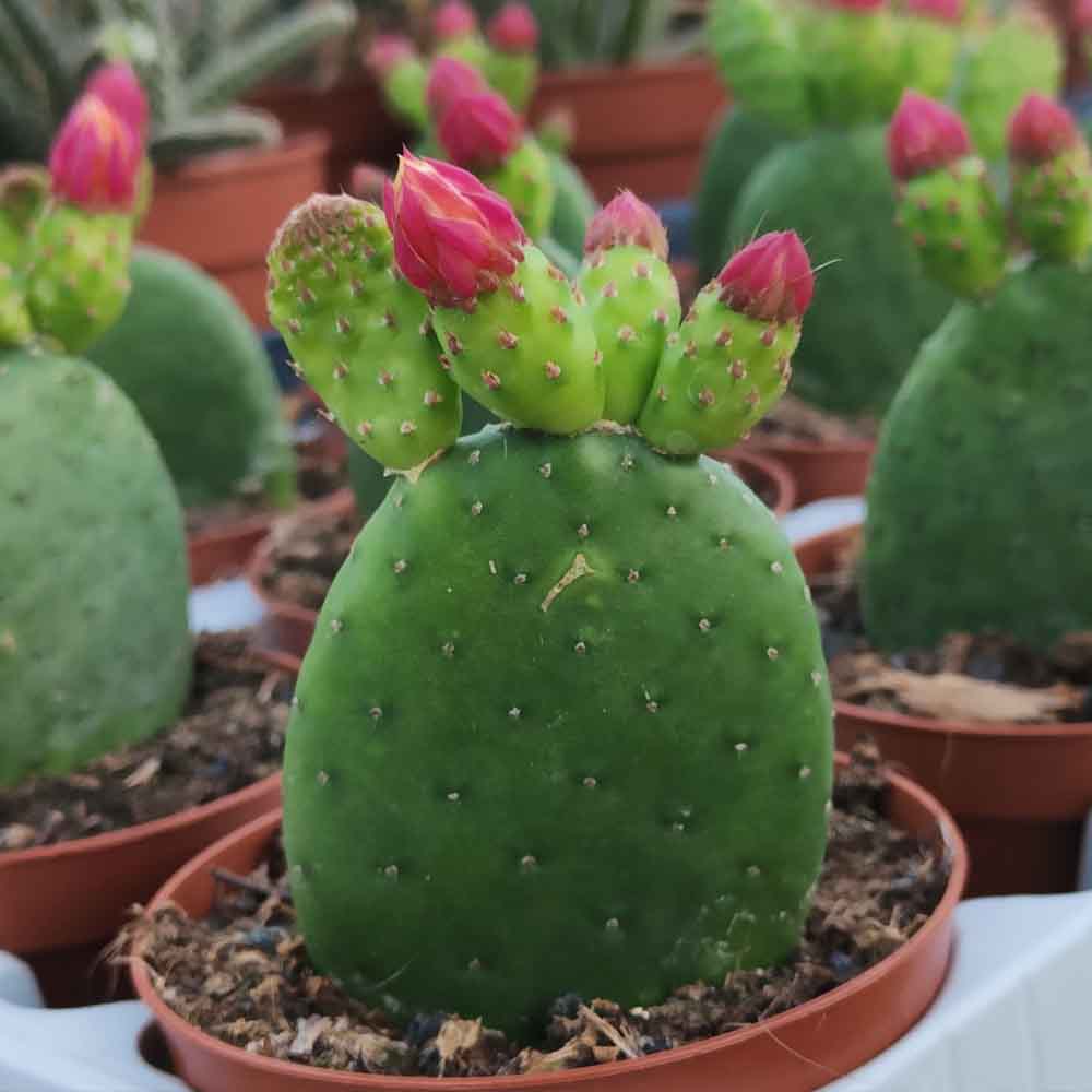opuntia inamoena