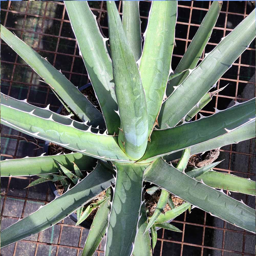 Agave xylonacantha PIANTA