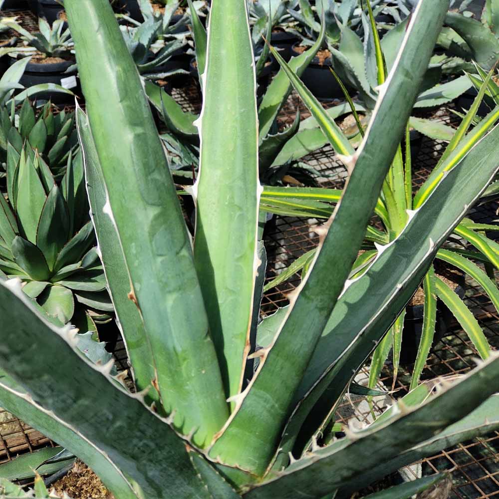 Agave xylonacantha pianta grassa