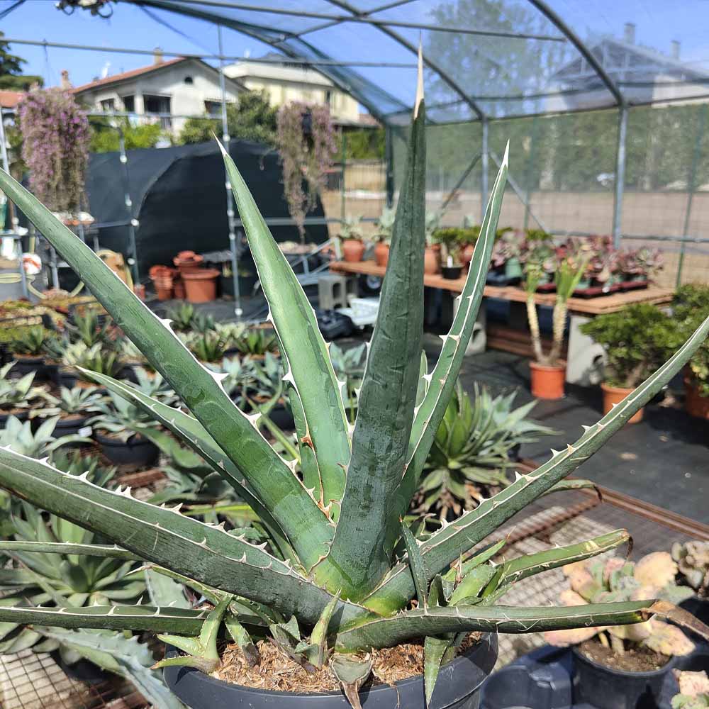 Agave xylonacantha