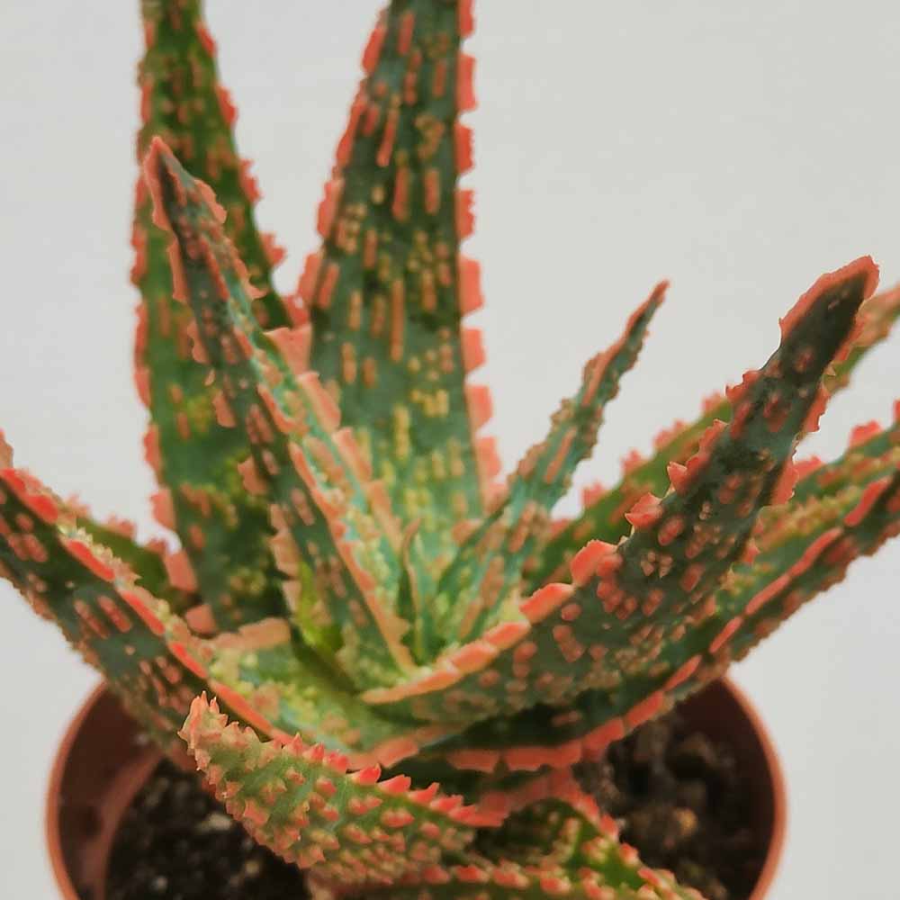 Aloe 'Bright Star'
