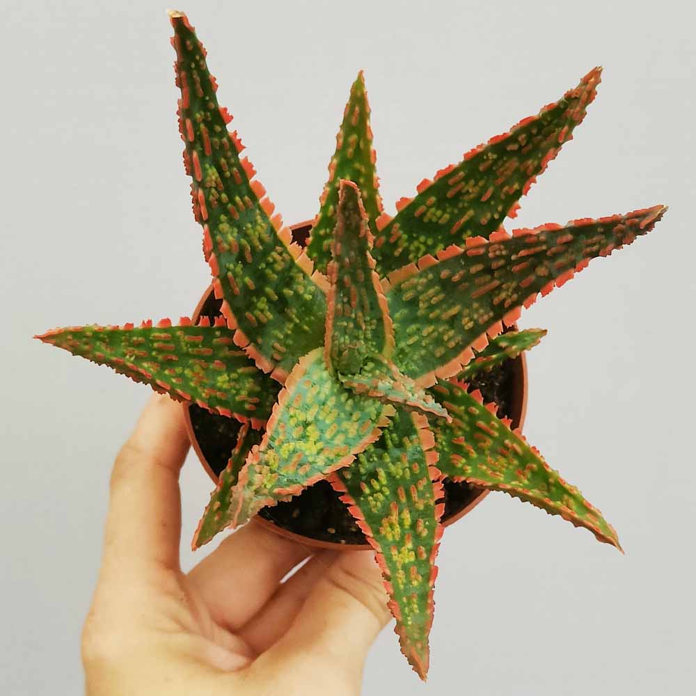 Aloe cv 'Bright Star'