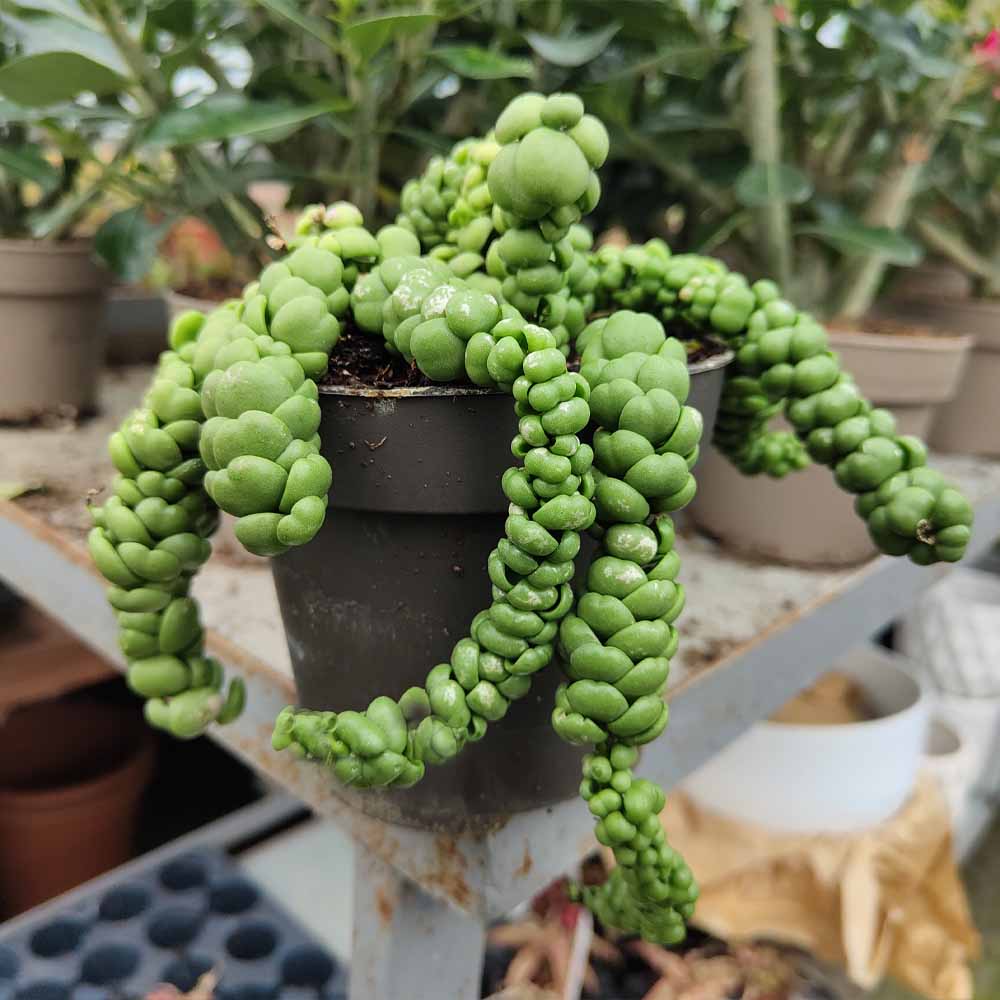 Dischidia nummularia 'Pangolin Kisses