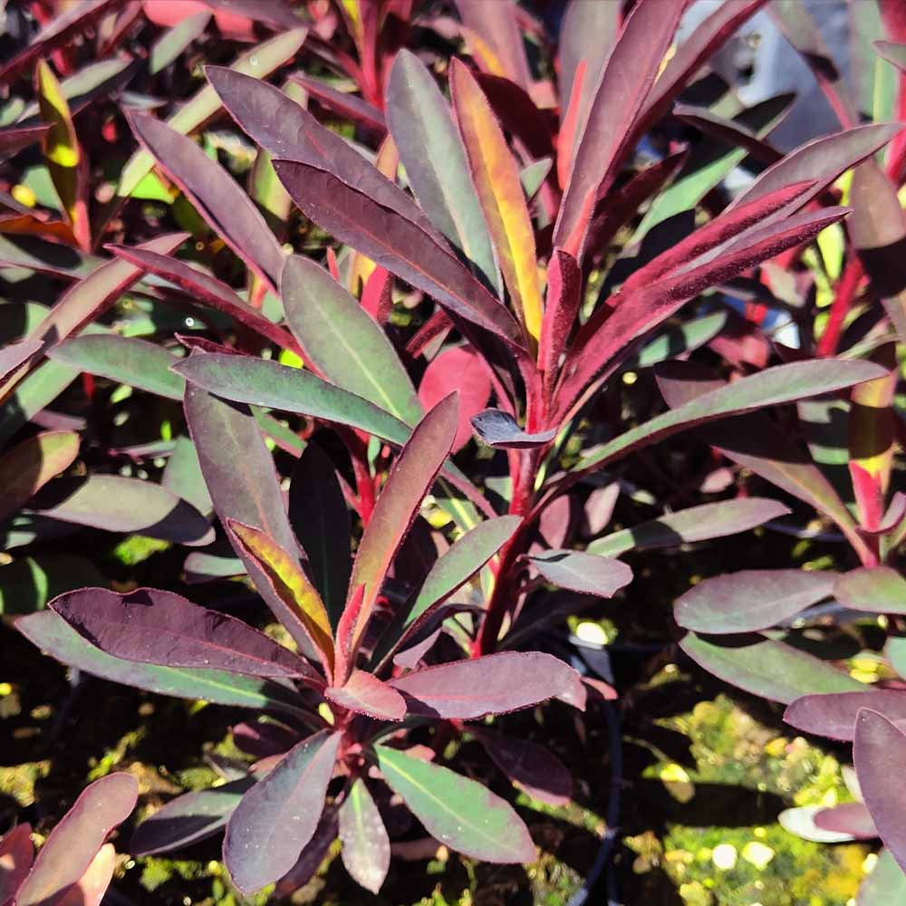 Euphorbia “Purpurea”