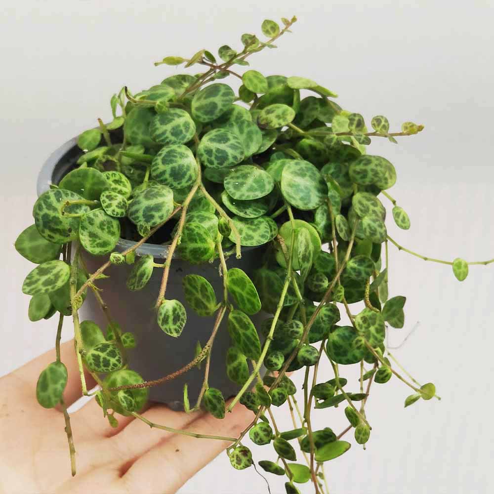 Peperomia prostrata string of turtle pianta