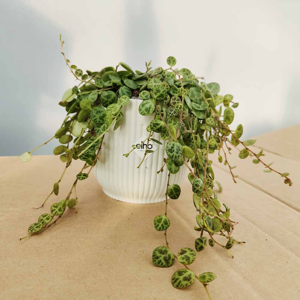 Peperomia prostrata vibes bianco