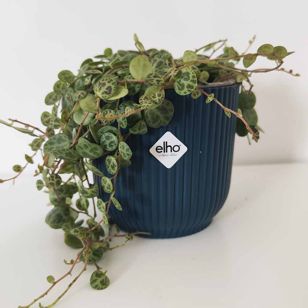 Peperomia prostrata vibes blue