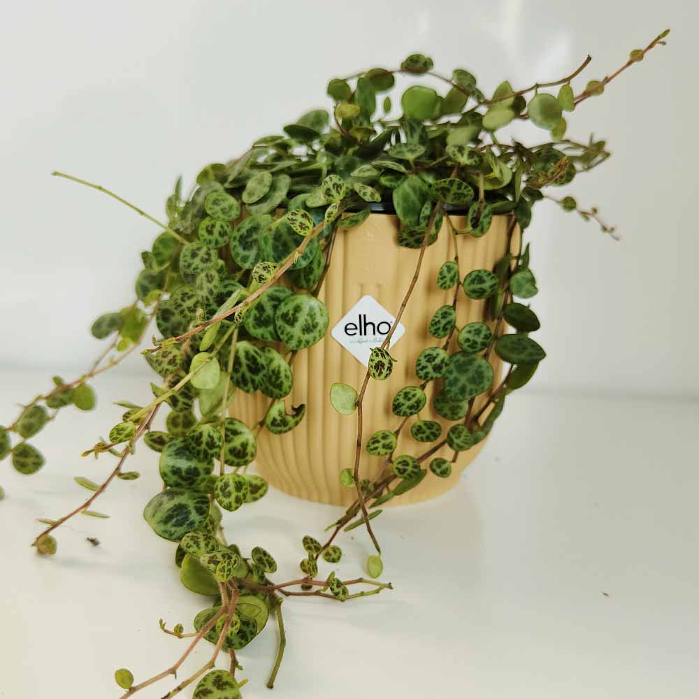 Peperomia prostrata vibes giallo