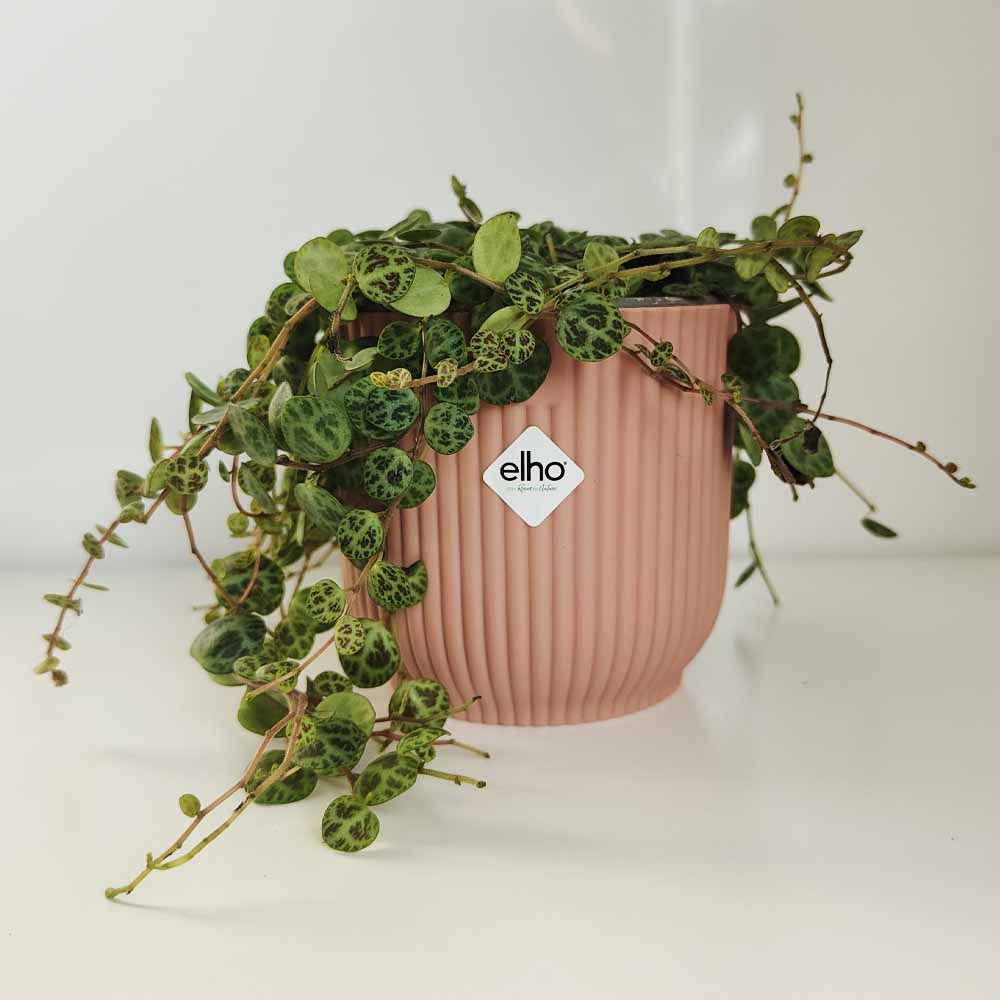 Peperomia prostrata vibes rosa
