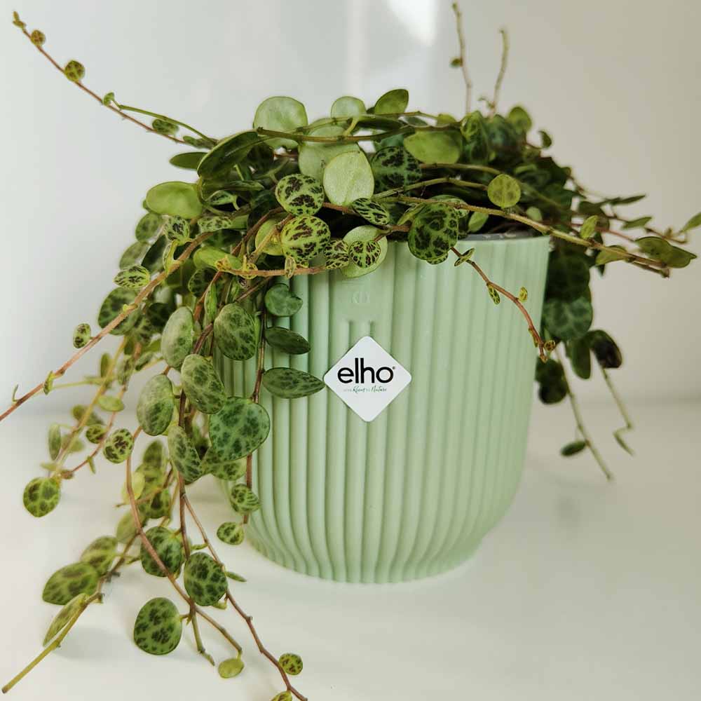 Peperomia prostrata vibes verde