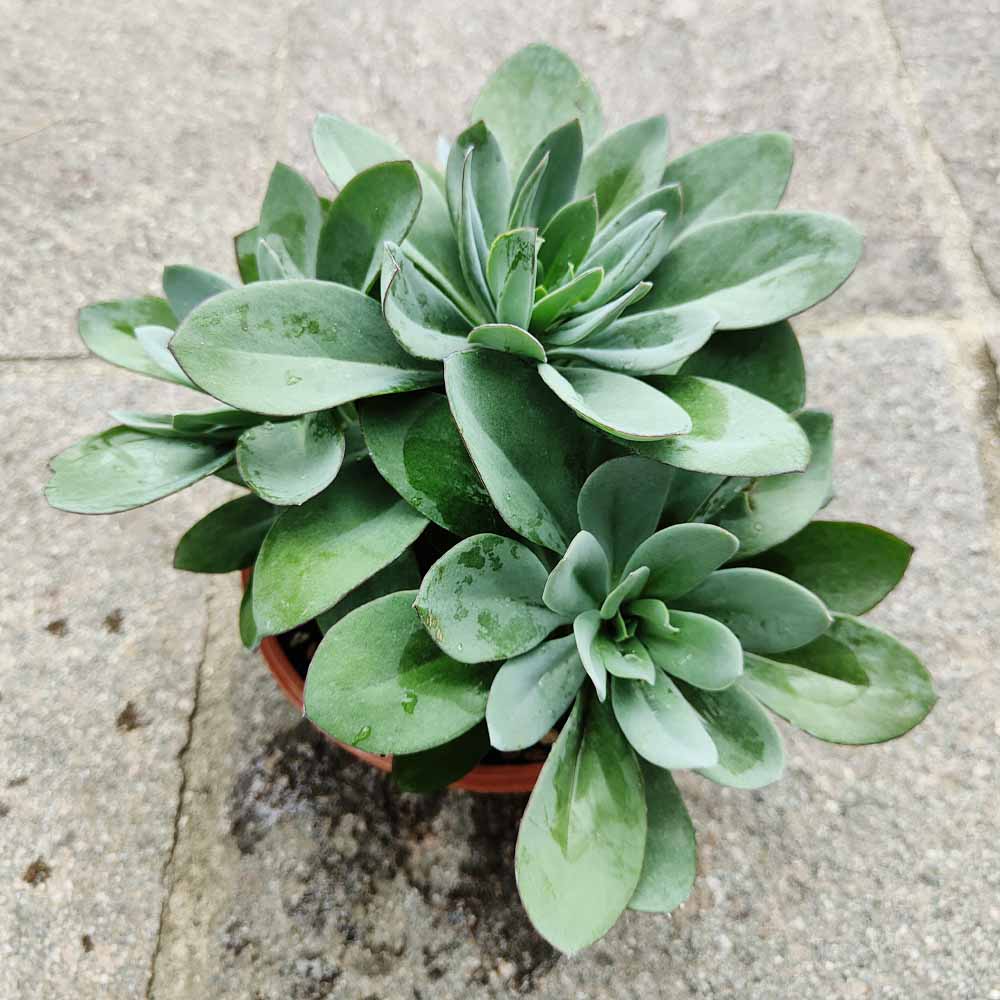 Senecio cephalophorus 'Mountain fire'
