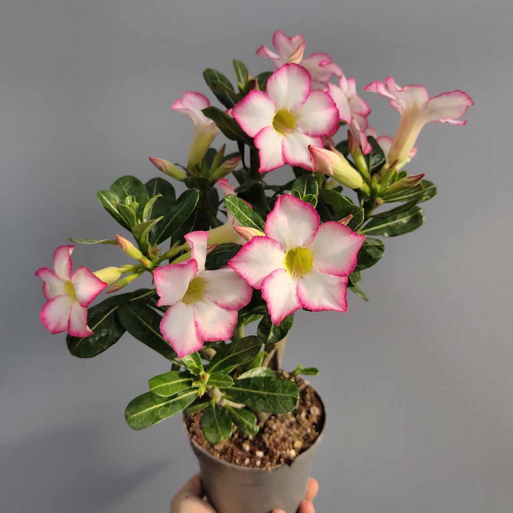 adenium obesum rosa