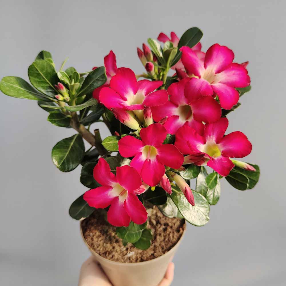 adenium rosso