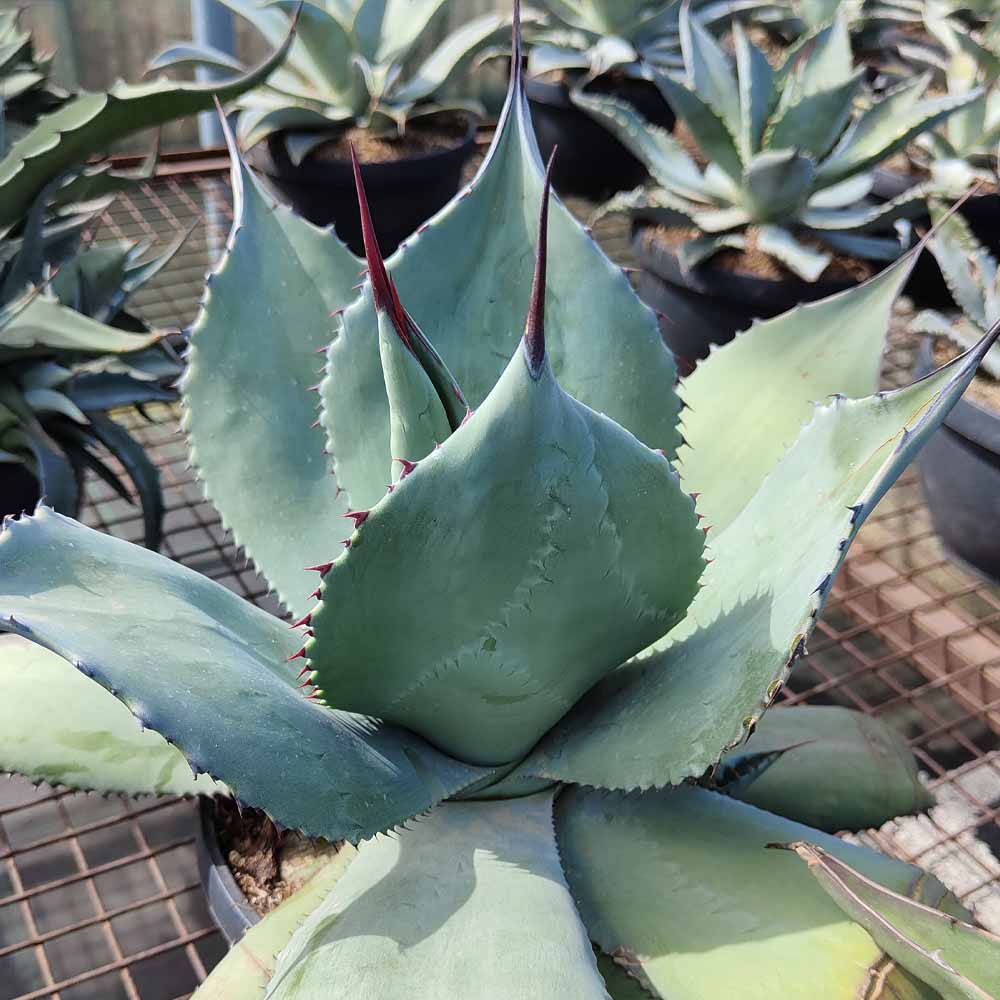 agave applanata pianta