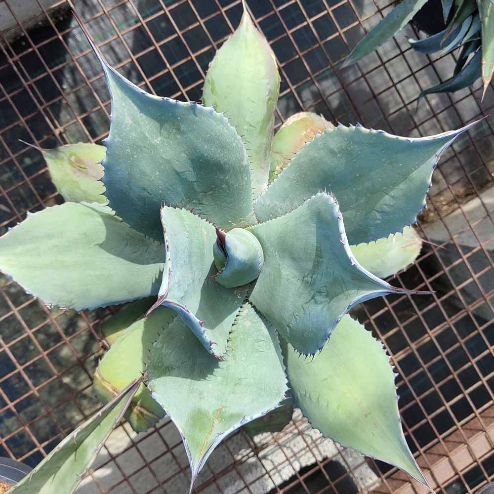 agave applanata
